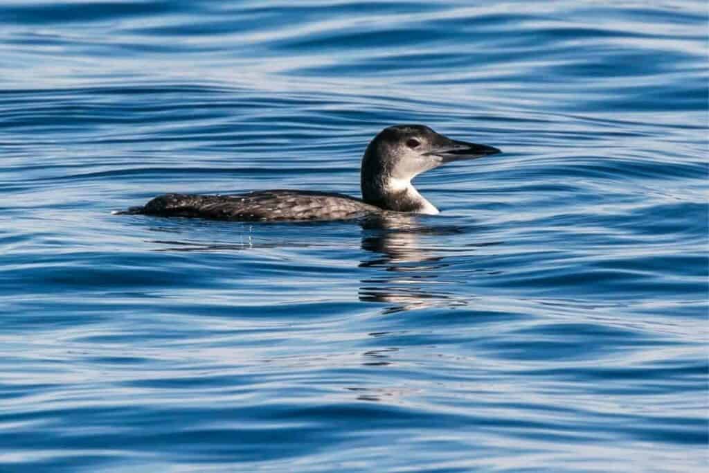 common loon in the water.