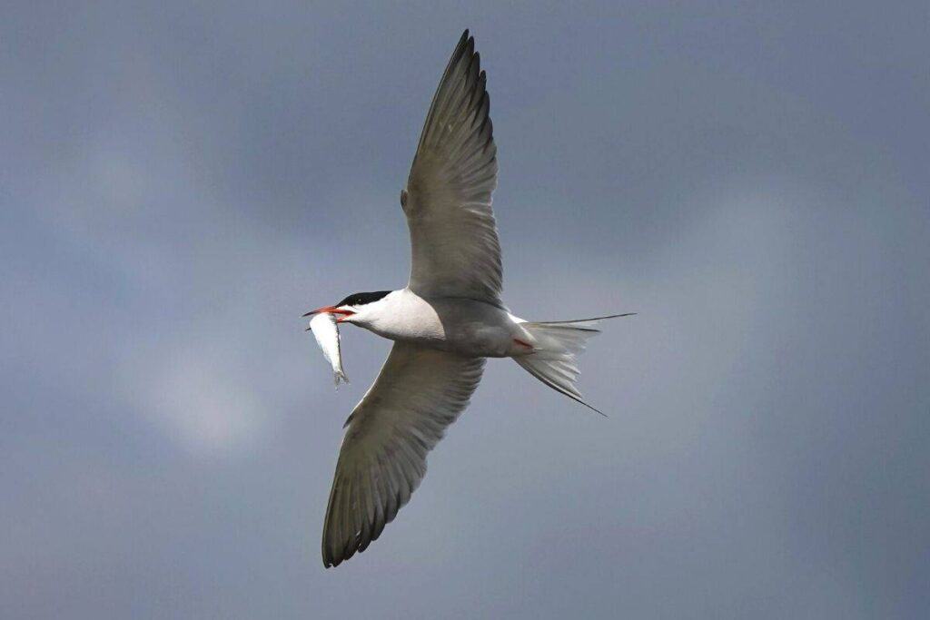 common tern flying with a fish in its mouth.