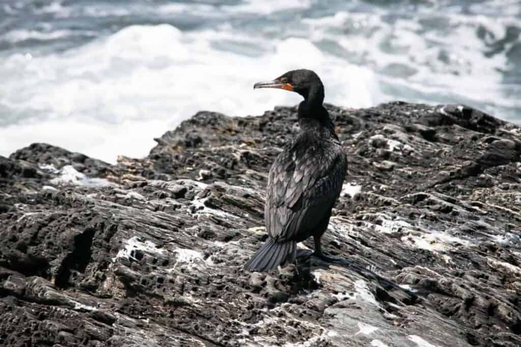 double-crested cormorant at beavertail state park in rhode island.