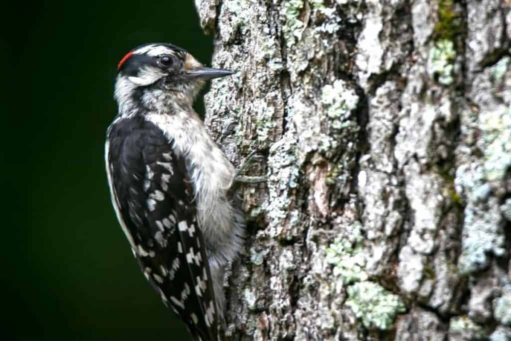 downy woodpecker on a tree.