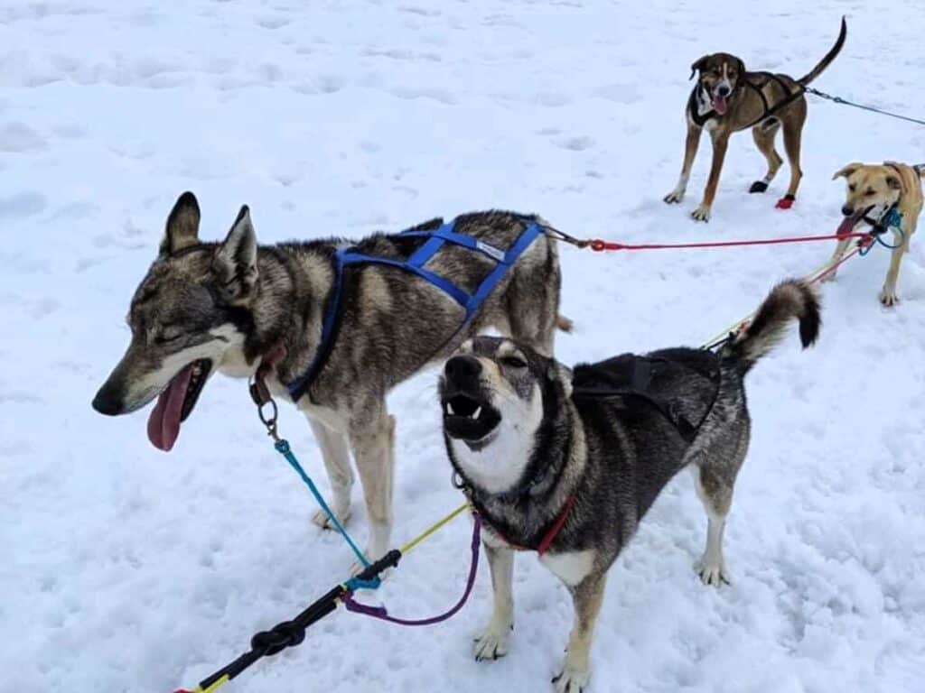 sled dogs on snow