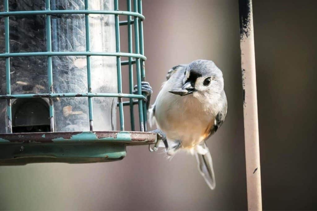 tufted titmouse eating from a bird feeder.