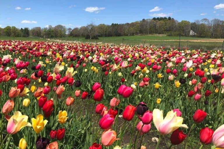 Best Places To Visit During Spring In New England