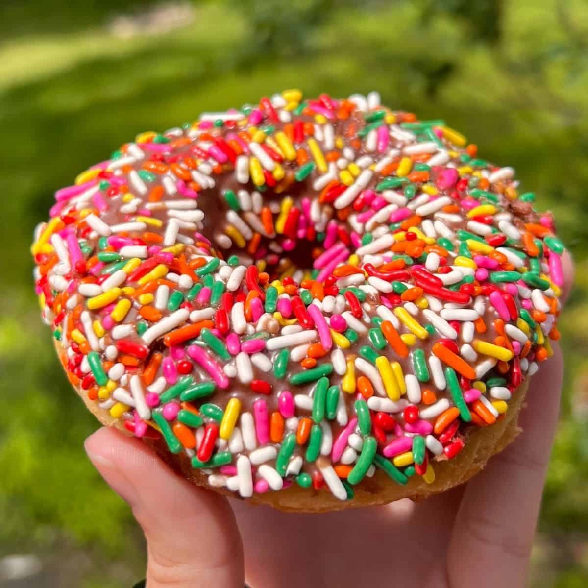 sprinkled donut with chocolate frosting from Dixie Donuts.