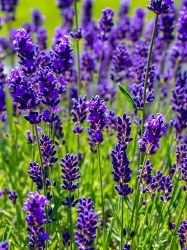 lavender in a field