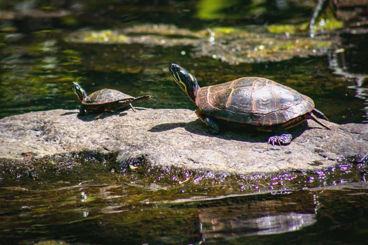 turtle sitting on rock.