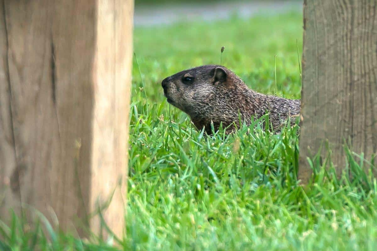 groundhog.