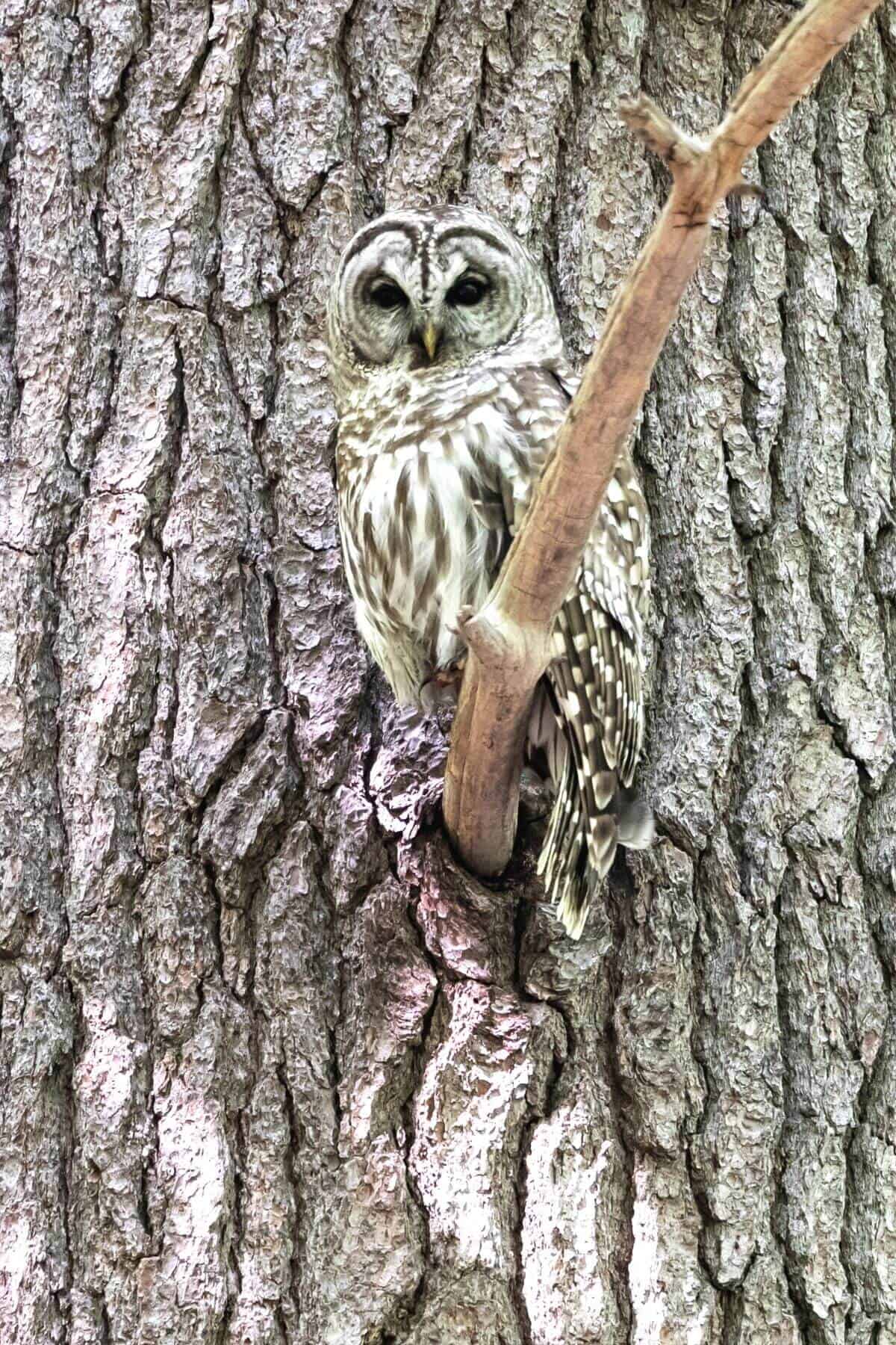 owl on a branch.