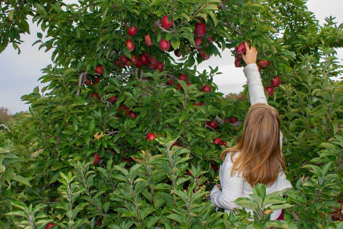picking apples.
