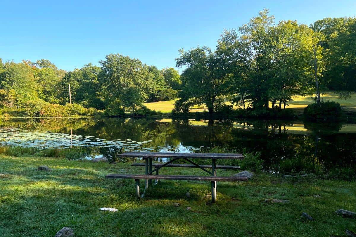 picnic table with pond and trees in background.