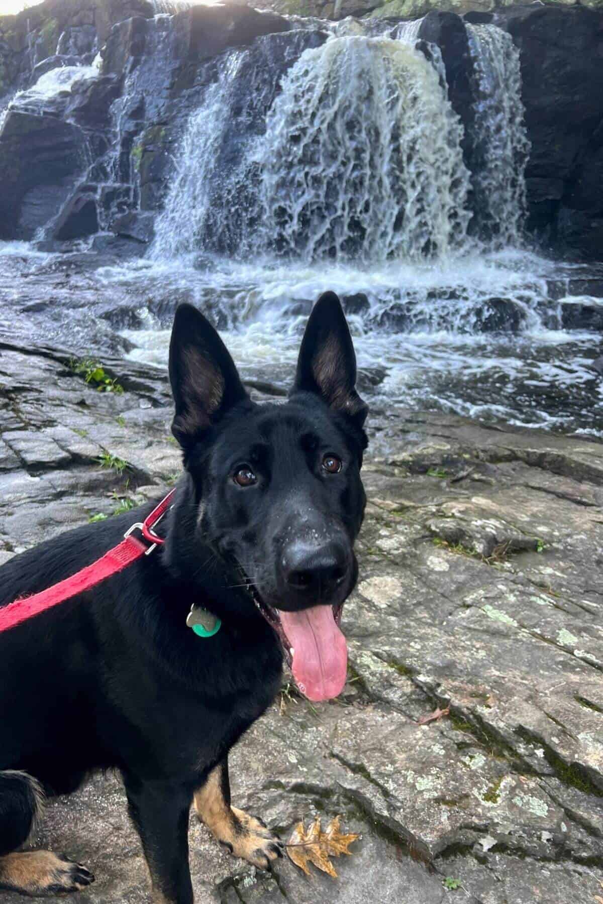 dog in front of waterfall.