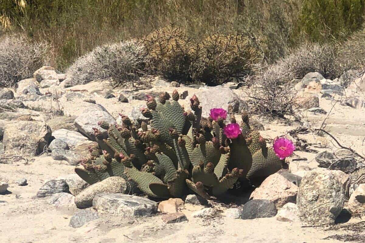 Cactus in the sandy soil.