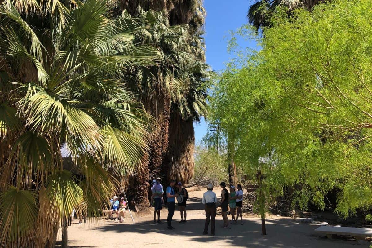 Coachella Valley Preserve (Palm Springs, CA) - Daily Life Travels