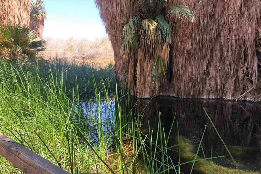 Coachella Valley Preserve (Palm Springs, CA) - Daily Life Travels