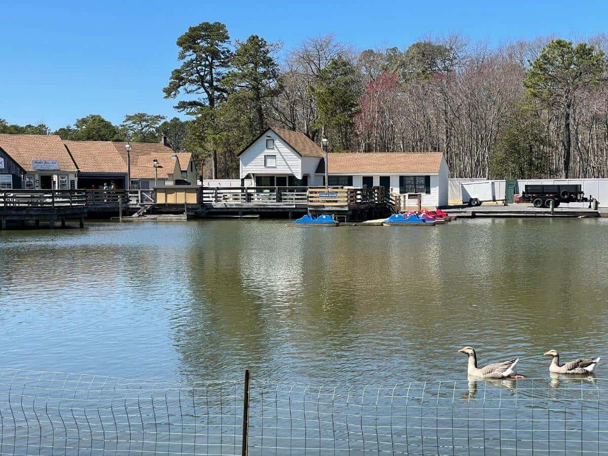 Ducks at Smithville Village lake.