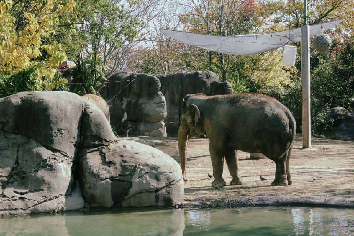 A bright summer day in the Cincinnati Zoo with an elephant walking around.