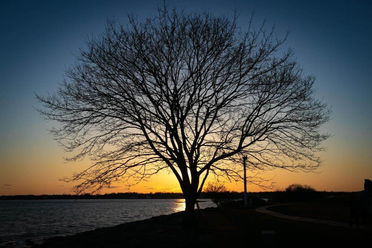A lone tree in front of a body of water at sunset.