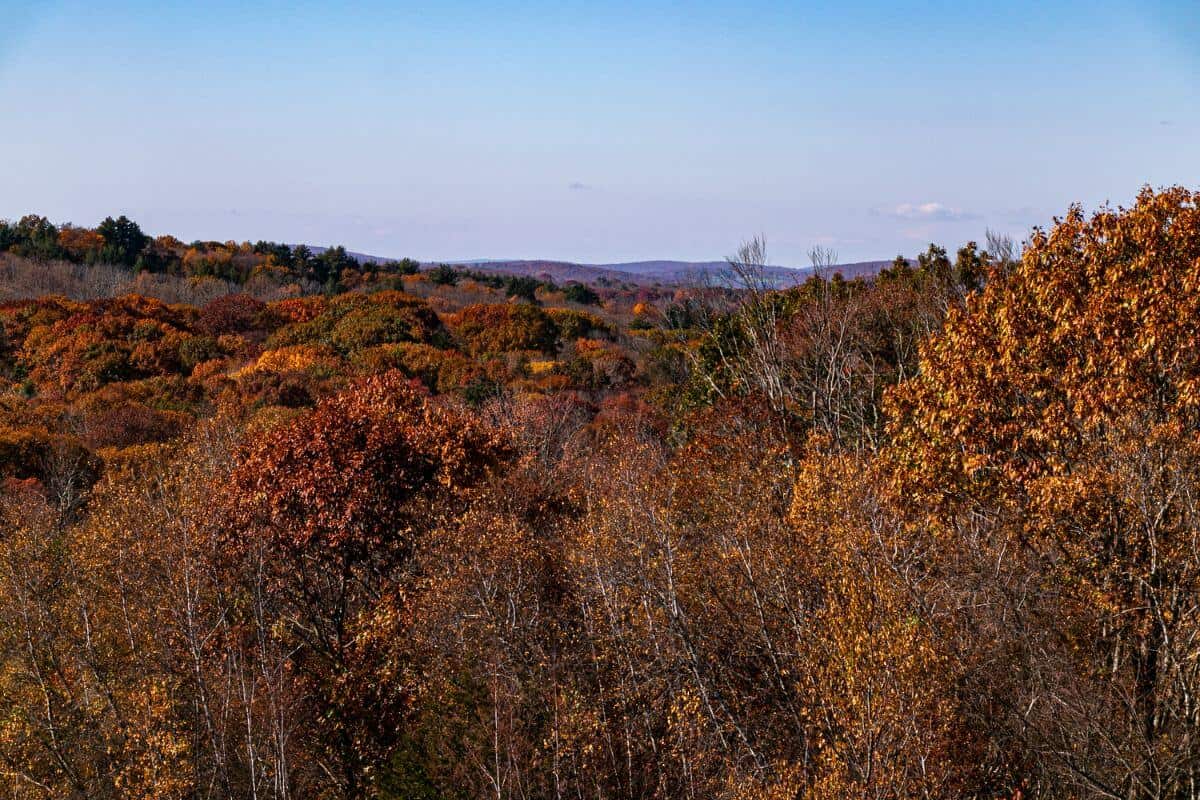 A view of a forest in the fall.