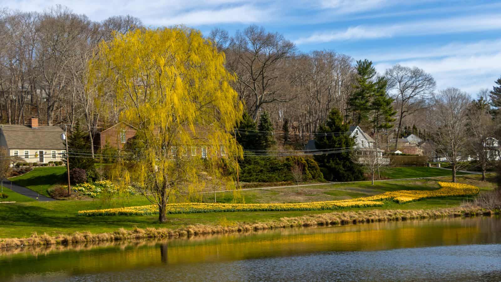 A pond reflects a yellow-leaved tree and nearby houses, with flower beds and leafless trees visible under a partly cloudy sky.