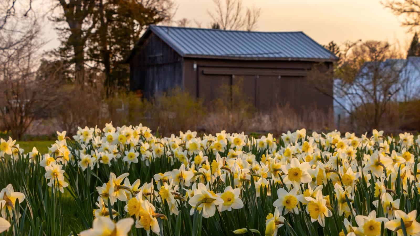 A field of yellow and white daffodils in bloom with a rustic wooden barn and trees in the background at sunset.