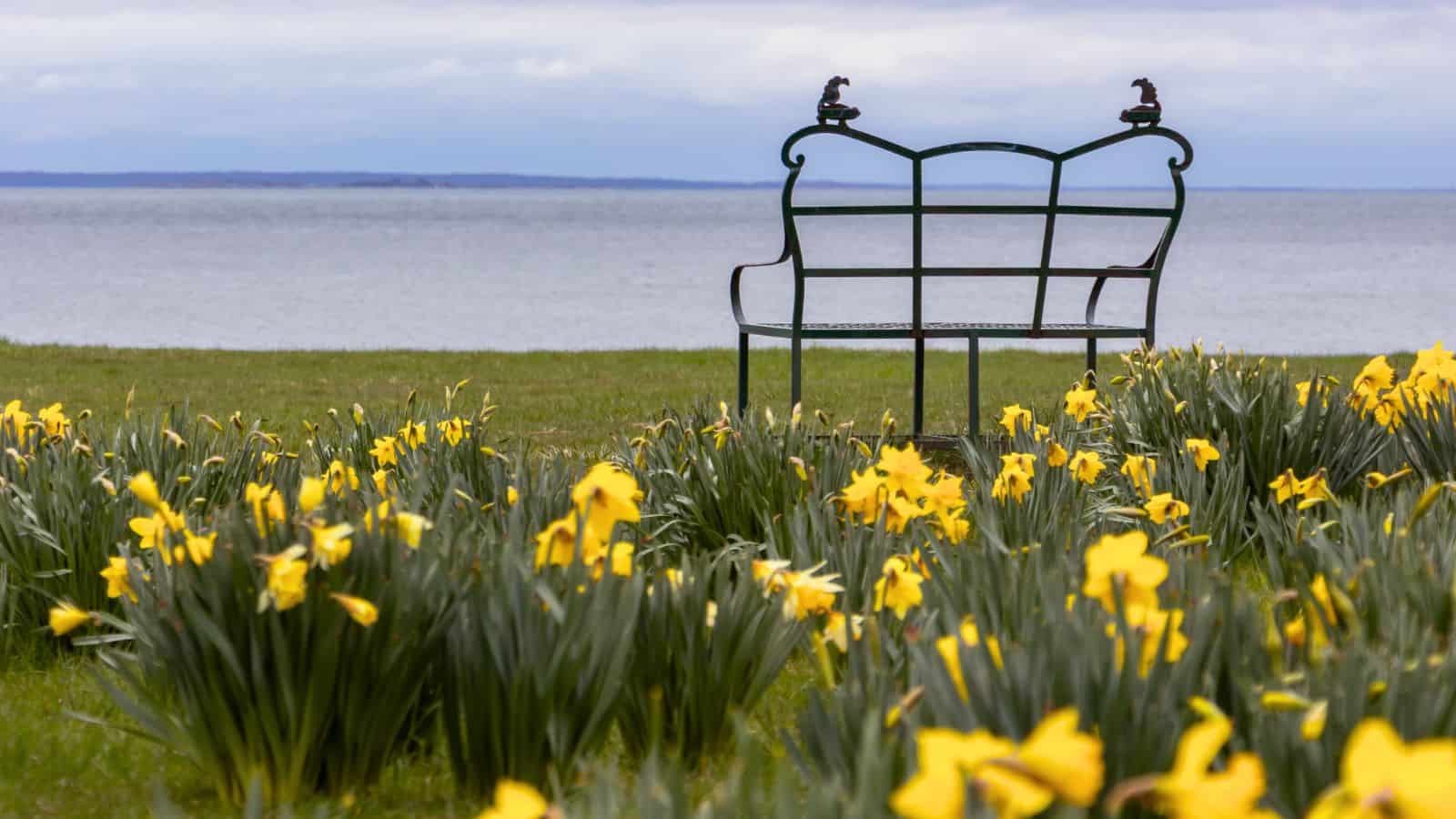 A metal bench is placed on grass near a body of water, surrounded by blooming yellow daffodils under a cloudy sky.