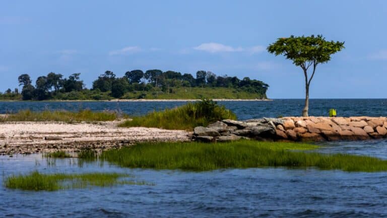 A small tree stands on a rocky outcrop by the water, with grassy areas and another tree-covered island in the background under a clear sky.