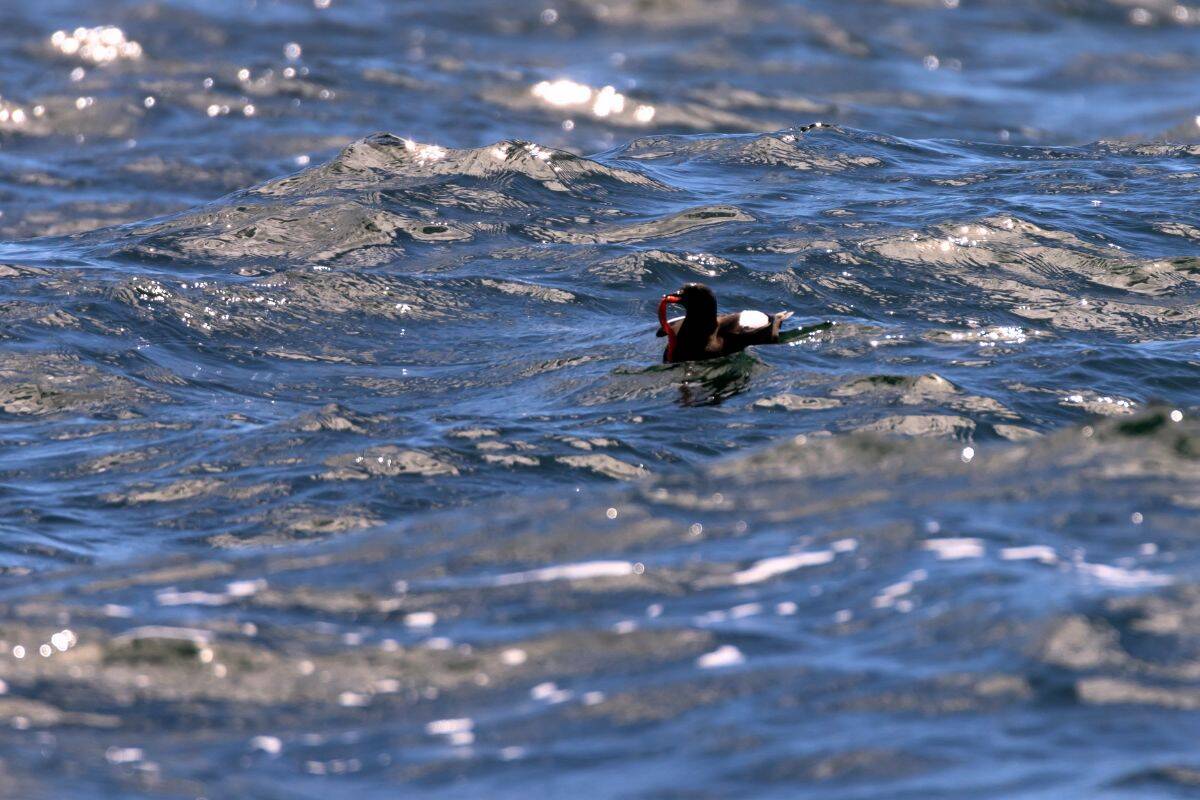 A puffin floats on the surface of a choppy, sunlit sea.