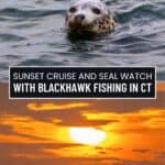 A seal glides through the water above a sunset sky; text reads “Experience a sunset cruise and seal watch with Blackhawk Fishing in CT.”.