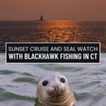 A seal swims in the ocean at sunset as a lighthouse glows in the distance. Text overlay invites you to a sunset cruise and seal watch with Blackhawk Fishing in Connecticut.