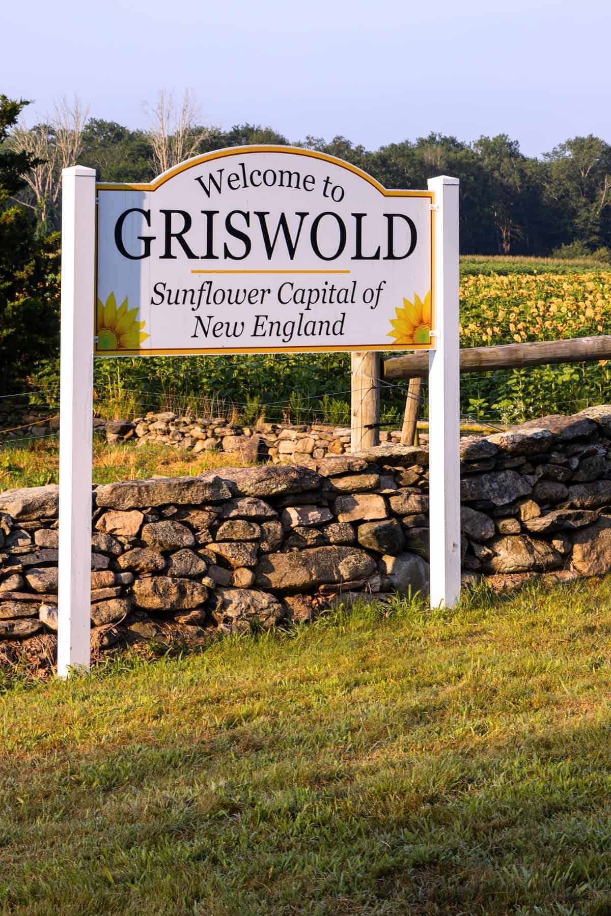 A white roadside sign reads "Welcome to Griswold, Sunflower Capital of New England," set in front of a stone wall and green fields.
