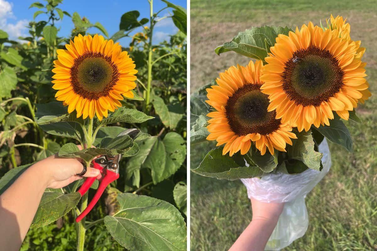 Left: A hand holds pruning shears to cut a sunflower. Right: A hand holds a bouquet of two sunflowers wrapped in plastic, with grass in the background.
