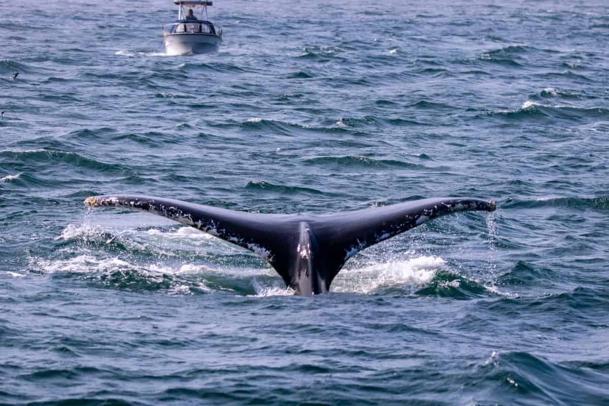 A whale’s tail rises above the ocean surface with a boat in the background on a slightly wavy sea.