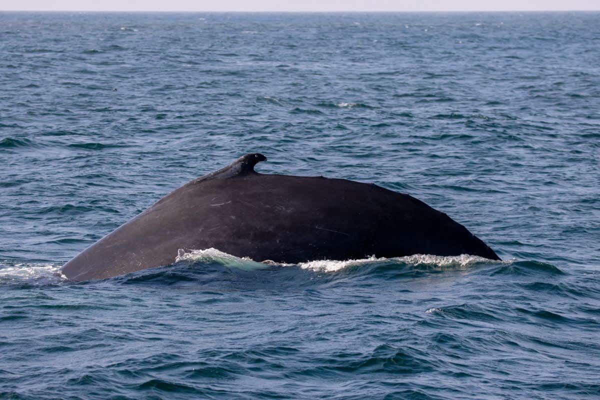 A large whale surfaces in the ocean, with its dark back and small dorsal fin visible above the waves.
