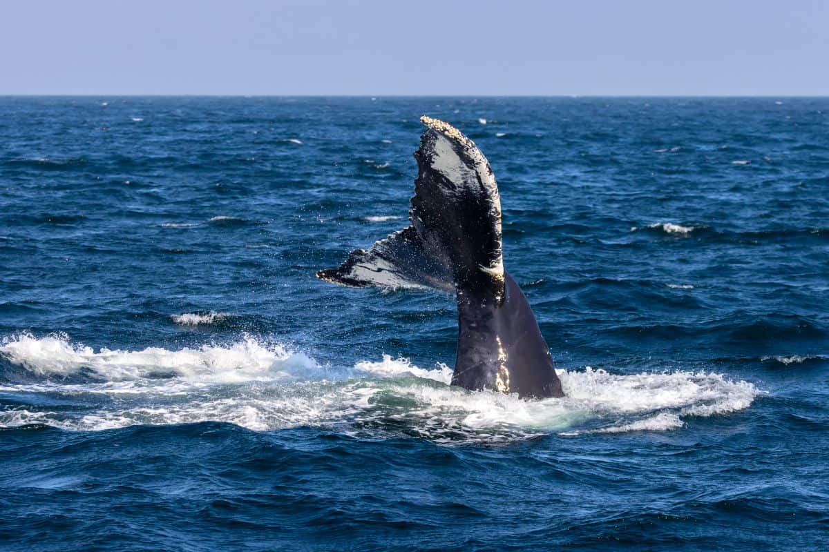 A humpback whale lifts its tail above the surface of the ocean, surrounded by waves and open water under a clear sky.
