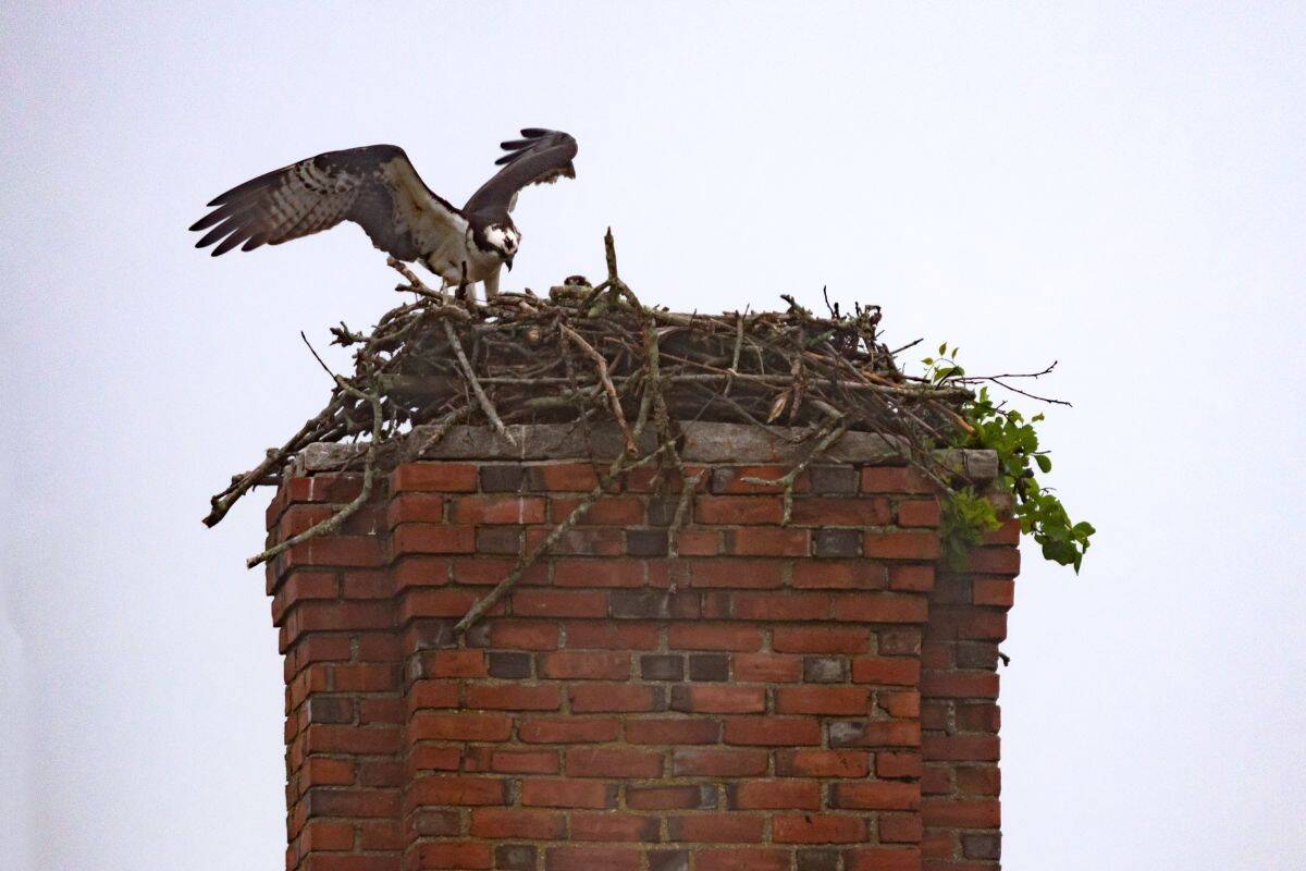 An osprey stands with wings slightly spread on a nest made of sticks atop a brick chimney against a pale sky.