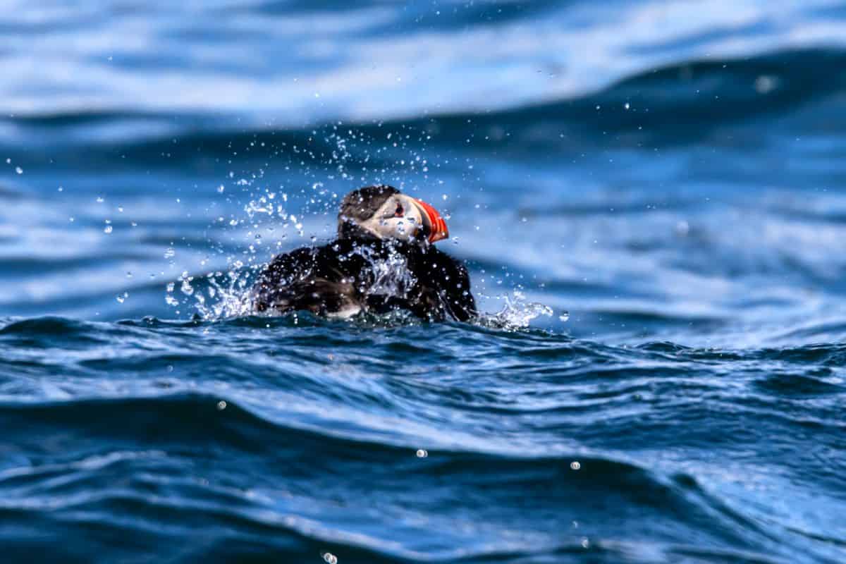 An Atlantic puffin splashes in the ocean, partially submerged with water droplets in the air around it.