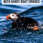 An Atlantic puffin swims in the ocean, with text overlay inviting you on a puffin cruise with Hardy Boat Cruises in Maine. Visit the website link at the bottom to book your adventure.