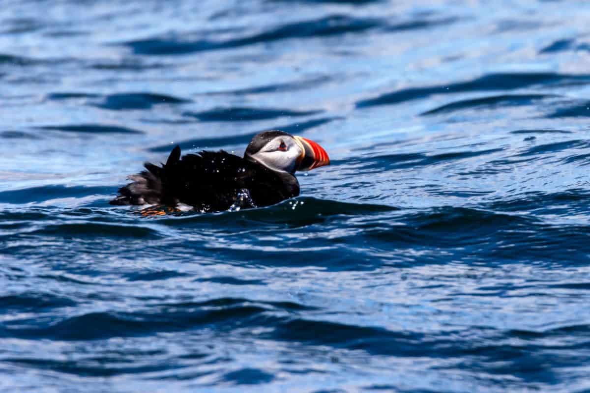 A puffin with a colorful beak floats on the surface of blue ocean water.