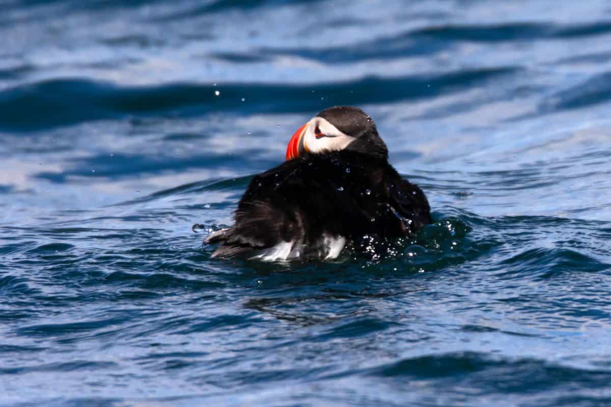 A puffin with a colorful beak floats on the surface of blue water, facing slightly away from the camera.