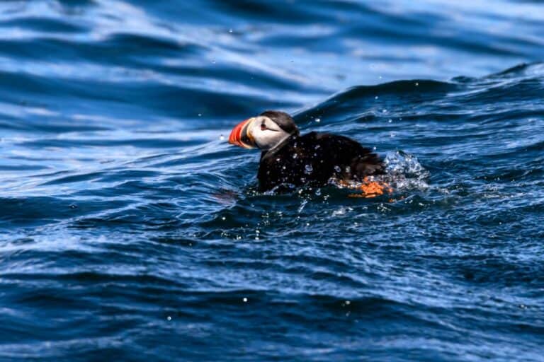 An Atlantic puffin swims on the surface of the ocean, surrounded by rippling blue water and small splashes.