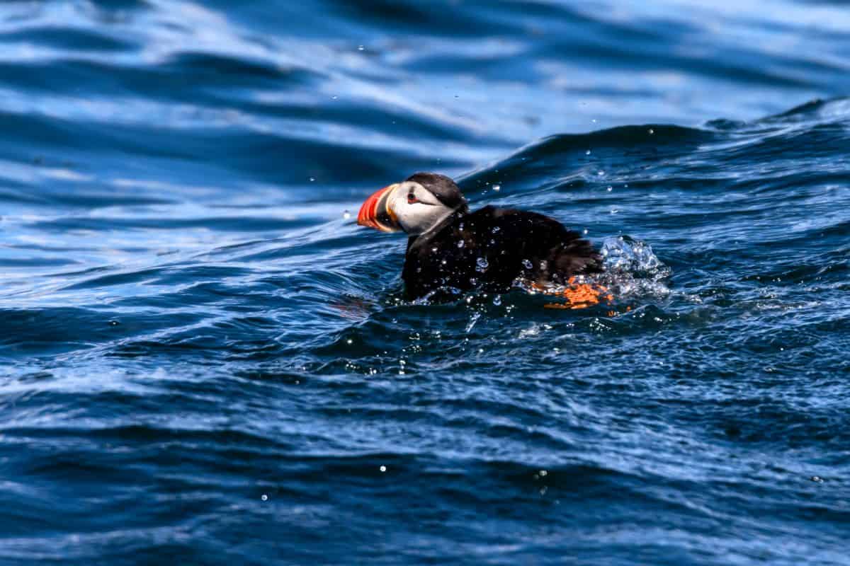 An Atlantic puffin swims on the surface of the ocean, surrounded by rippling blue water and small splashes.