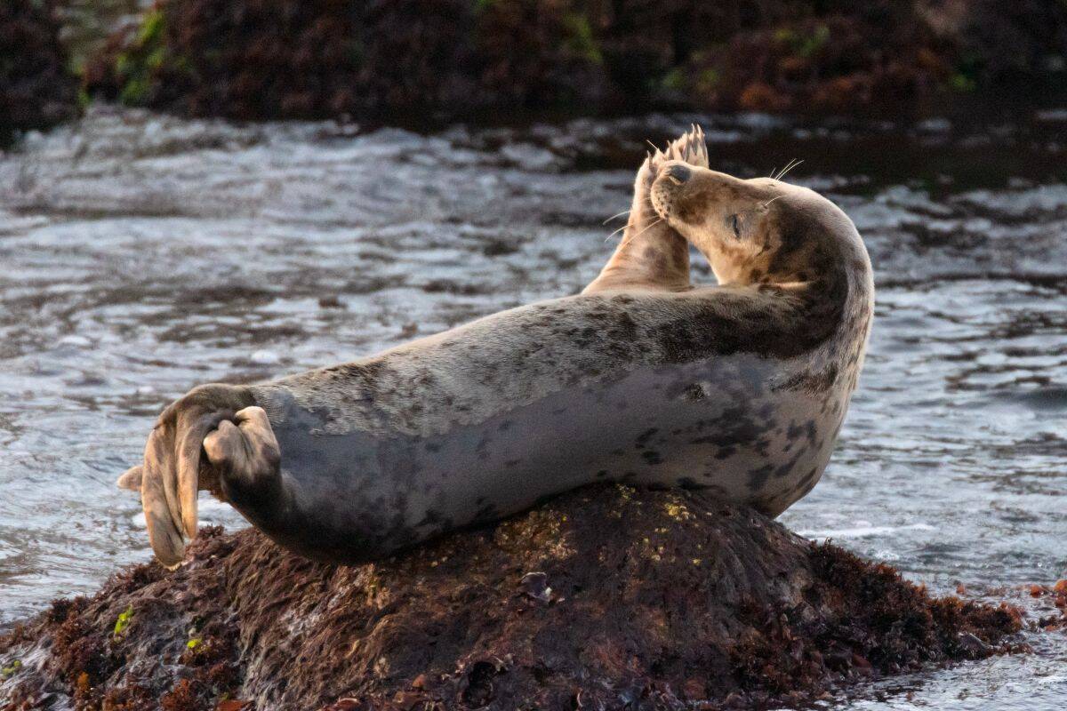 A grey seal lies on a rock in shallow water, arching its back and touching its flippers to its face.