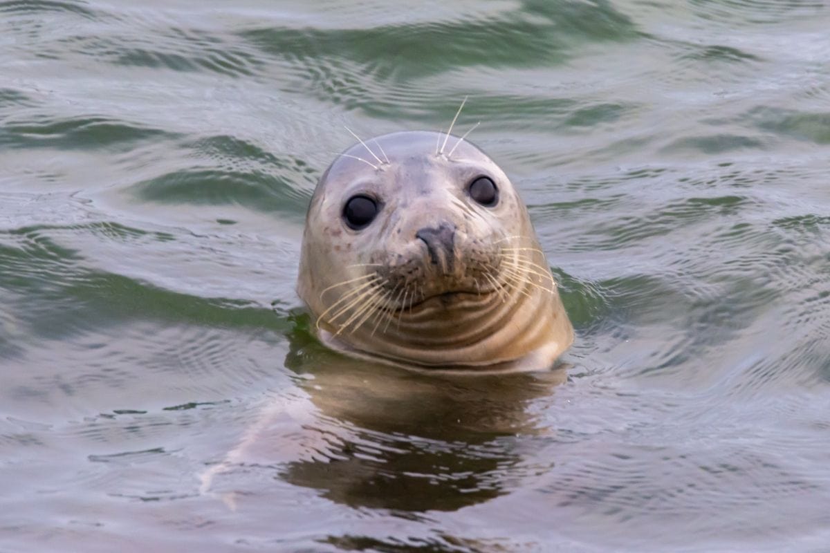 A seal with whiskers partially submerged in water, facing the camera with its head above the surface.