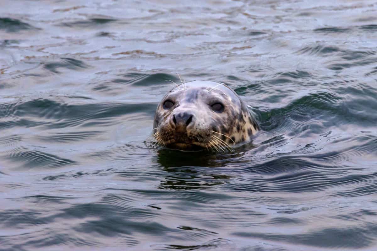 A grey seal with spotted fur swims in the water, with only its head visible above the surface.