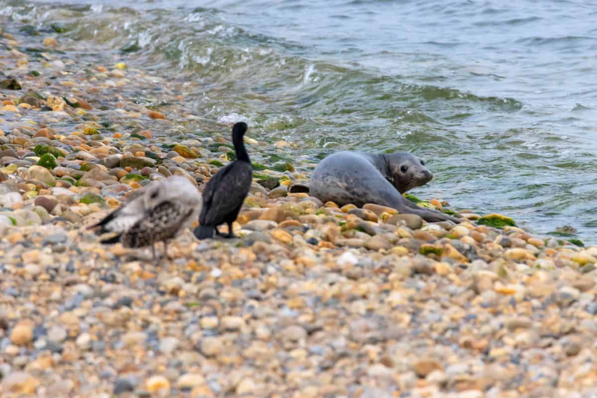 A seal rests on a rocky shoreline near the water, with two birds standing on the pebbles in the foreground.