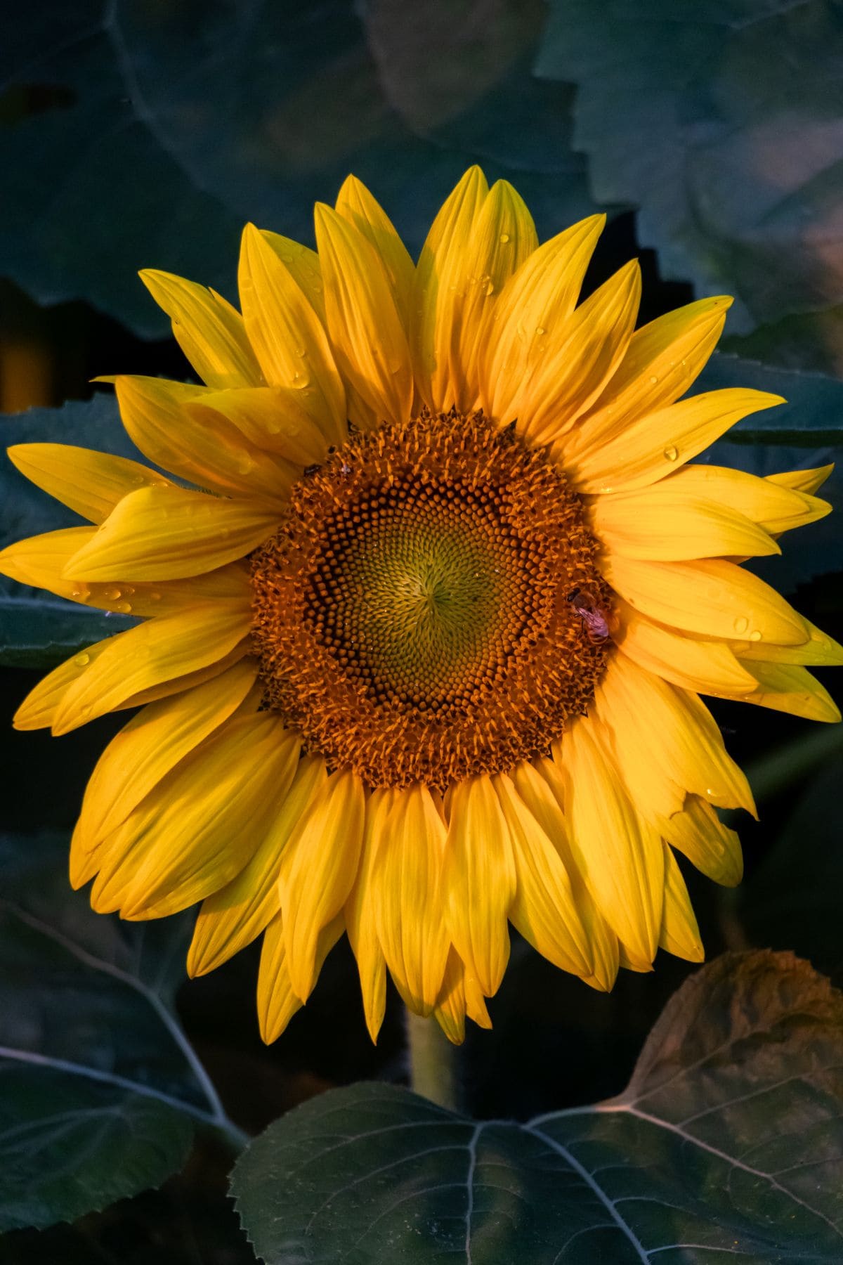 A close-up view of a single yellow sunflower in bloom, surrounded by green leaves.