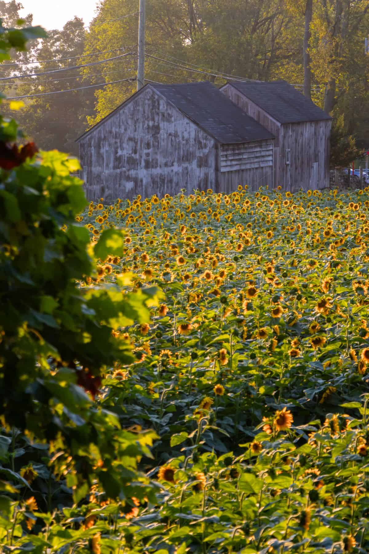 A large field of blooming sunflowers stretches toward two weathered wooden barns in the background, with sunlight filtering through the trees.