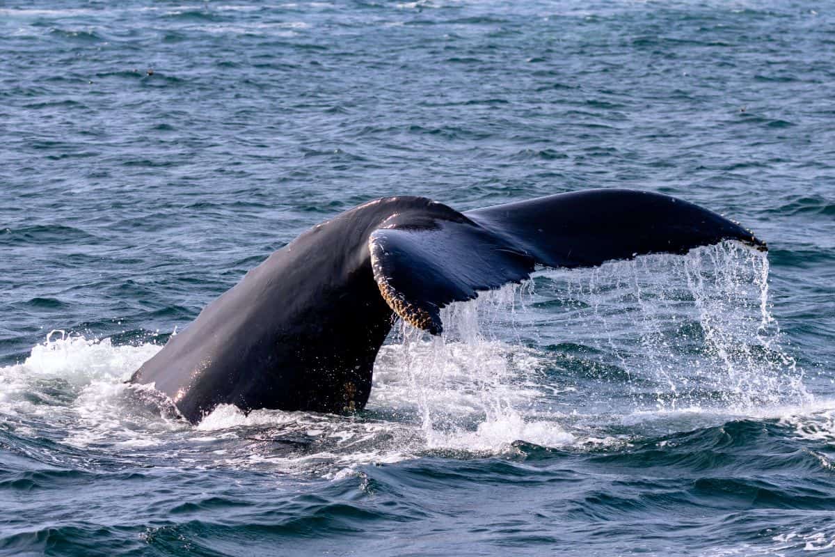 A whale's tail fin rises above the surface of the ocean, with water cascading off the edges.