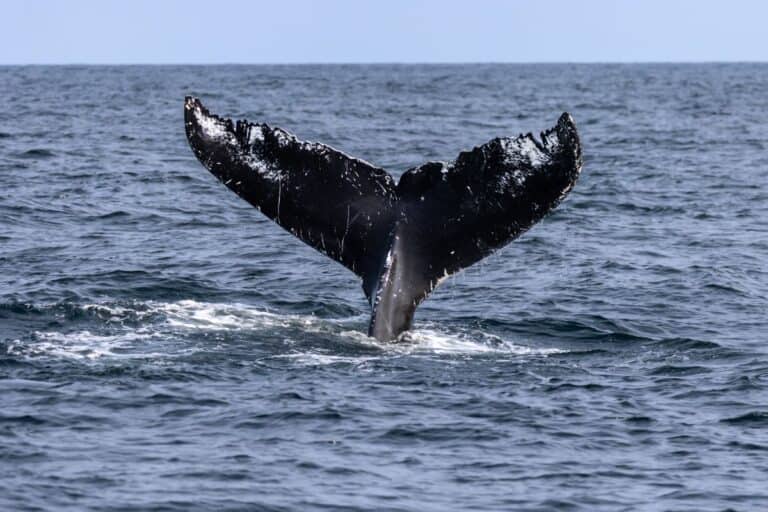 A whale's tail fin is visible above the surface of the ocean, with water surrounding the fin and the horizon in the background.