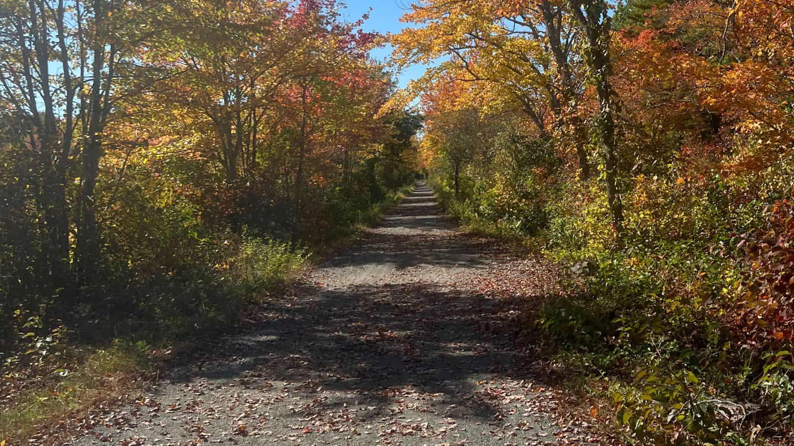 A gravel path stretches forward, surrounded by trees with vibrant autumn leaves in shades of yellow, orange, and red under a clear blue sky.